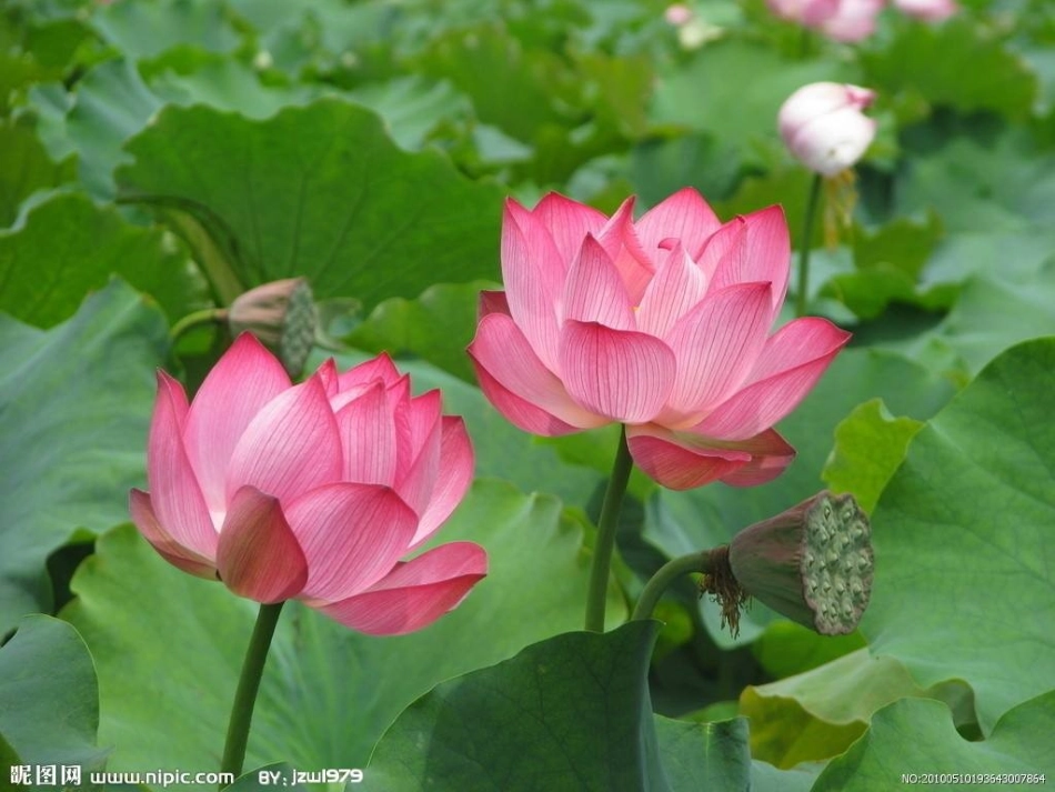 我有一双小手（叠荷花）.ppt_第1页