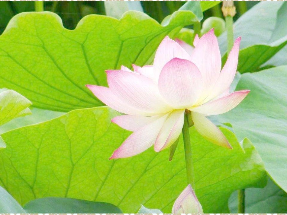 我有一双小手（叠荷花）.ppt_第2页