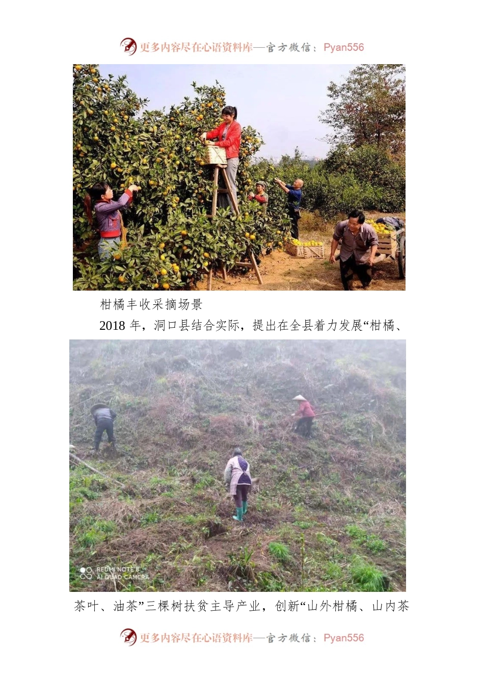 关于洞口县“三棵树”扶贫产业的调研与思考.docx_第2页
