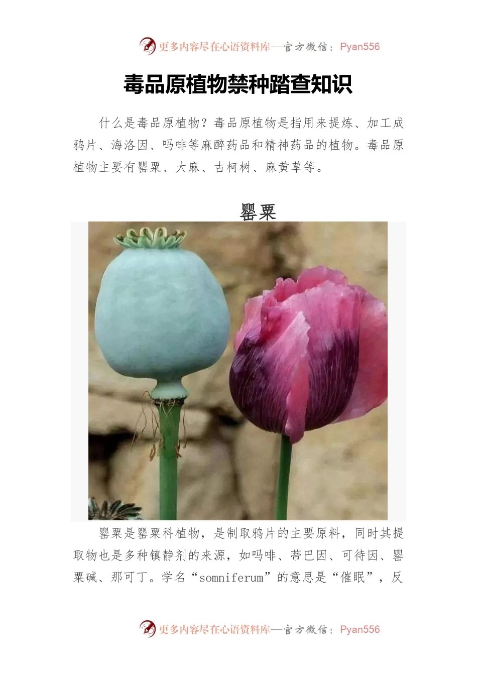 毒品原植物禁种踏查知识.docx_第1页