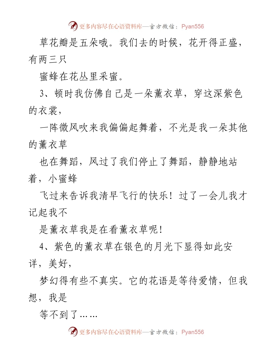 [文案] 薰衣草主题 - 薰衣草的诗意与美好.docx_第2页